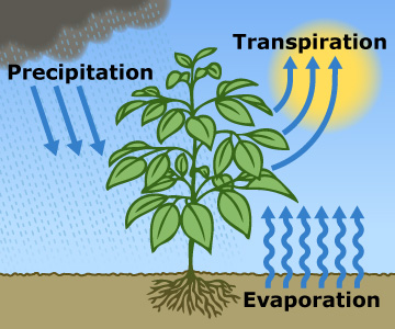 Rain cycle