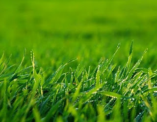 Growing grass